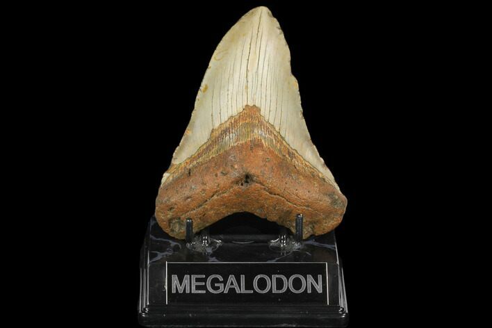 Fossil Megalodon Tooth - North Carolina #124903
